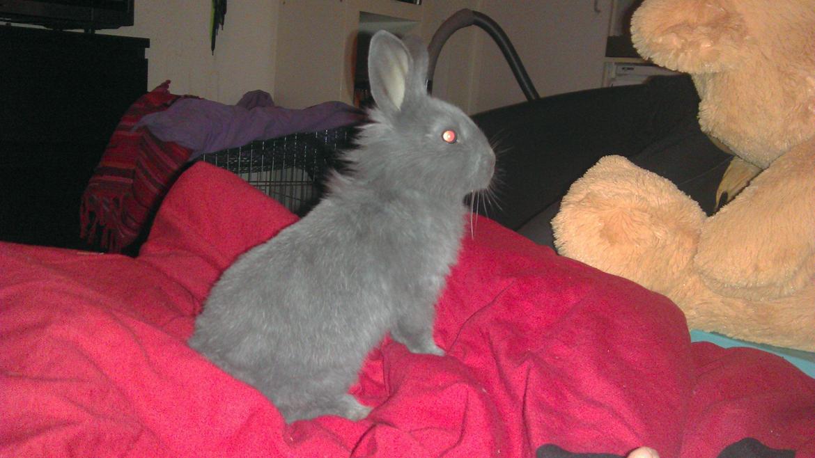 Kanin Mumie billede 5