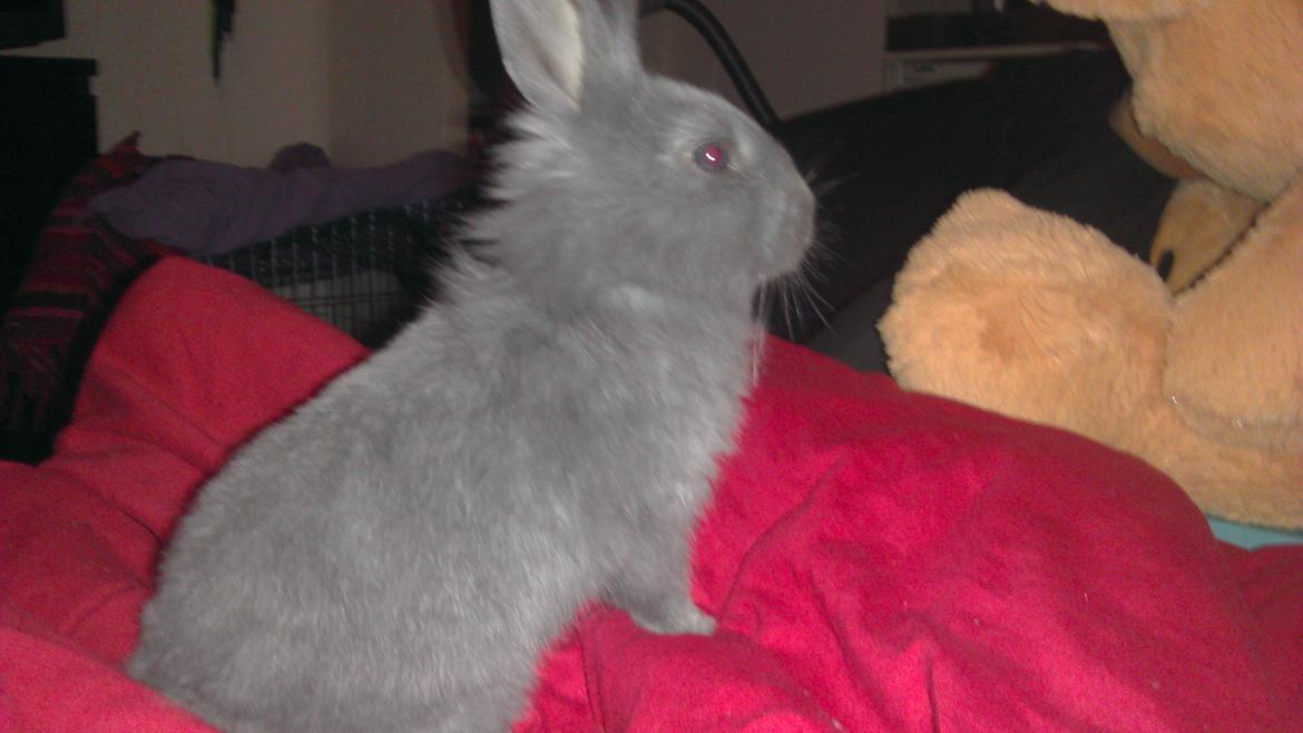 Kanin Mumie billede 6