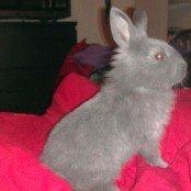 Kanin Mumie billede 7