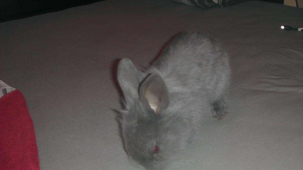 Kanin Mumie billede 8