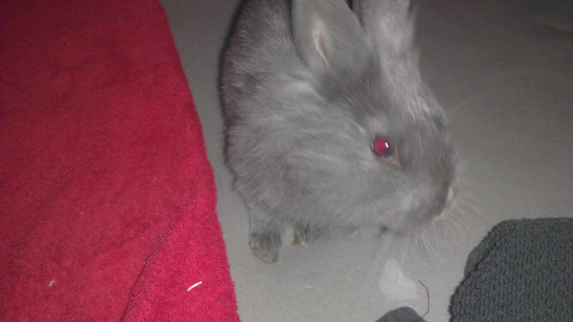 Kanin Mumie billede 9