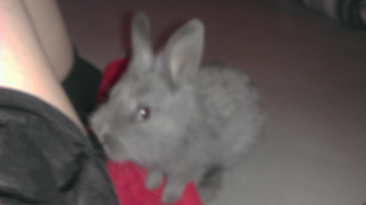 Kanin Mumie billede 10