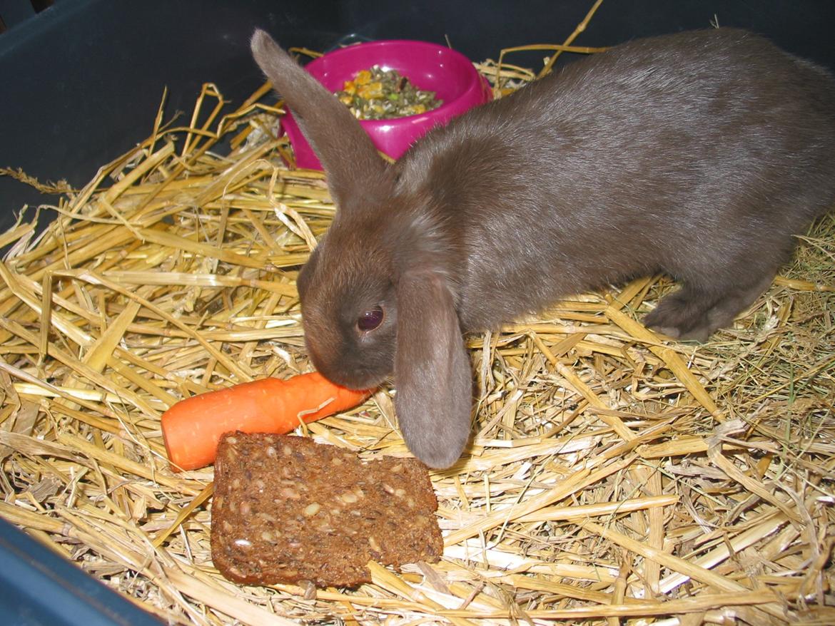 Kanin Coco (Chanel) Diva* billede 17