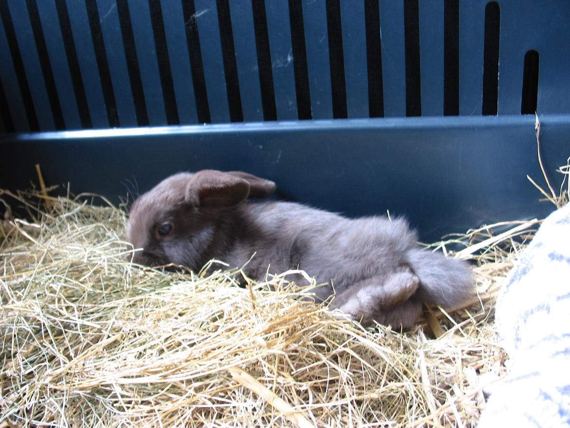 Kanin Coco (Chanel) Diva* billede 18