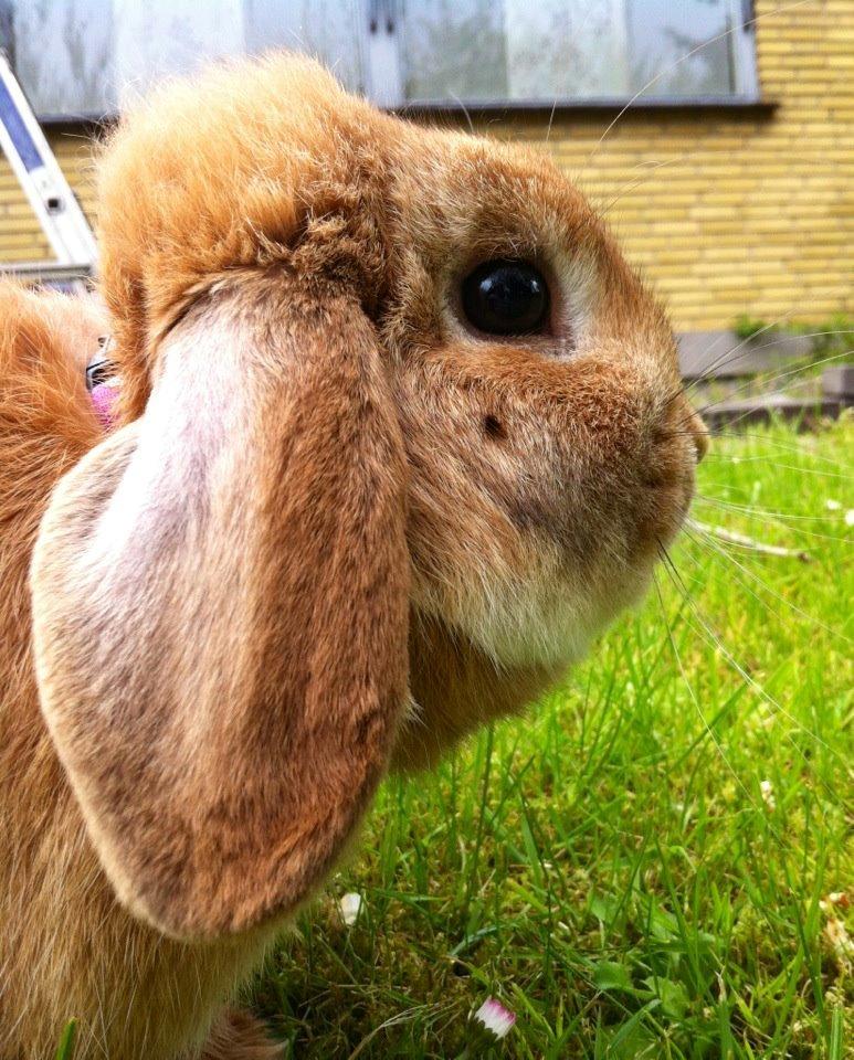 Kanin Willeborg´s Dumle ¤My angel¤ billede 1