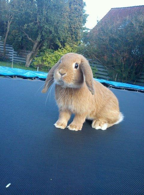 Kanin Willeborg´s Dumle ¤My angel¤ billede 2