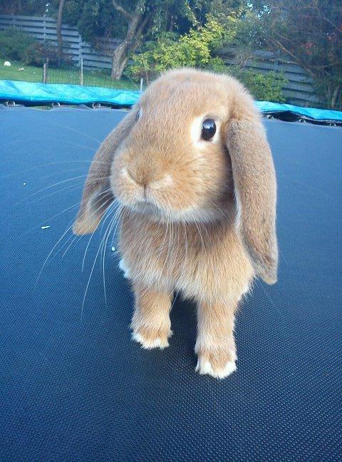 Kanin Willeborg´s Dumle ¤My angel¤ billede 3