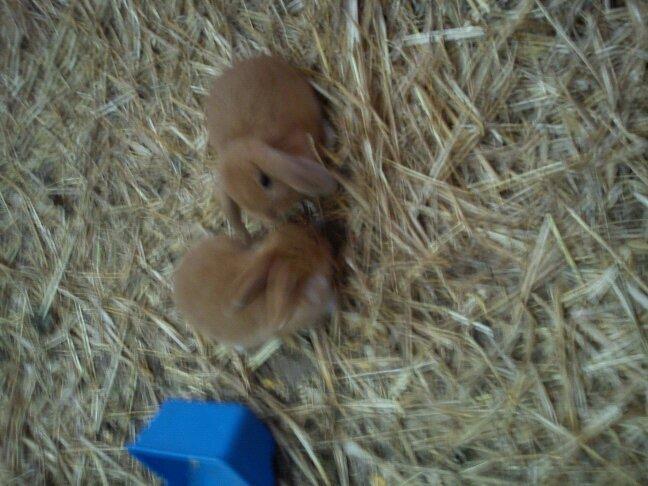 Kanin Willeborg´s Dumle ¤My angel¤ billede 4