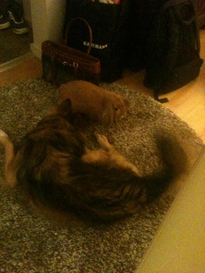 Kanin Willeborg´s Dumle ¤My angel¤ billede 5