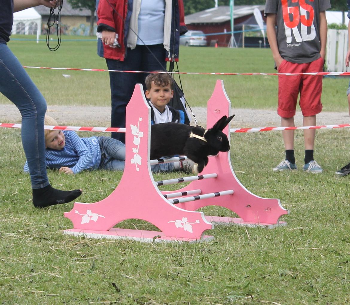 Kanin Sofiagaardens Rubber ball - d. 16/06 - 2012 billede 18