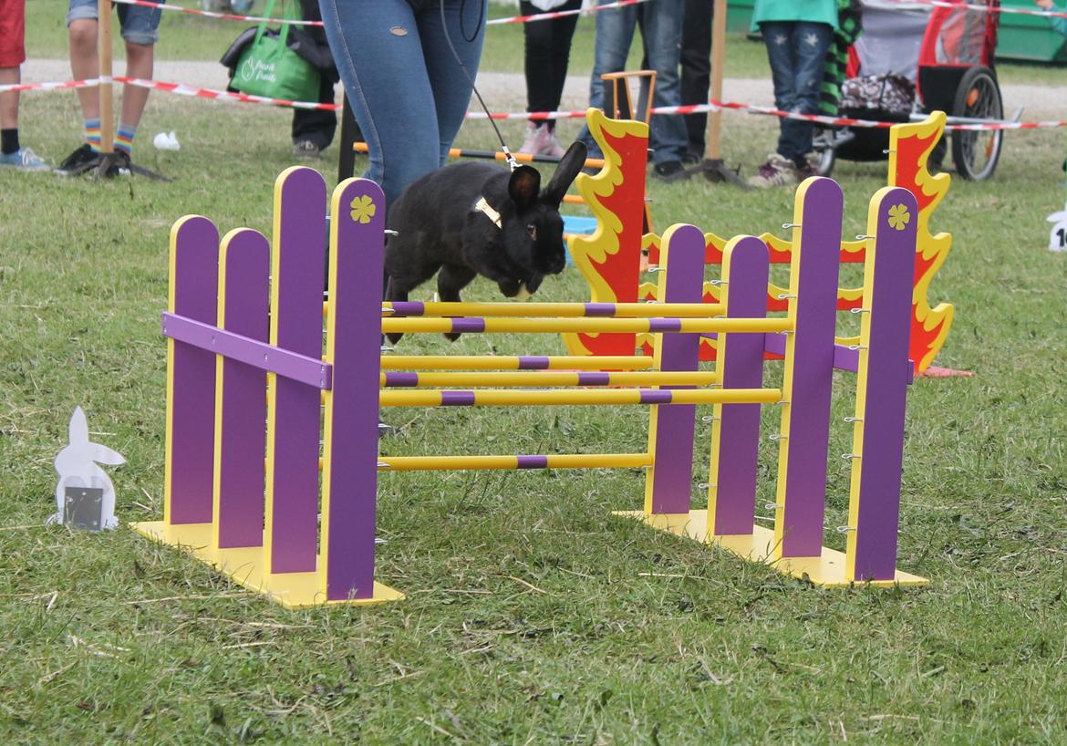 Kanin Sofiagaardens Rubber ball - d. 16/06 - 2012 billede 19