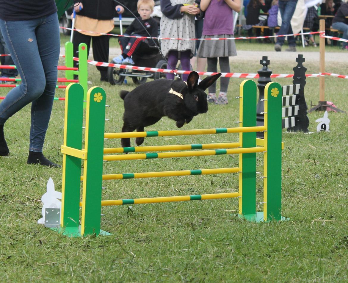 Kanin Sofiagaardens Rubber ball - d. 16/06 - 2012 billede 20