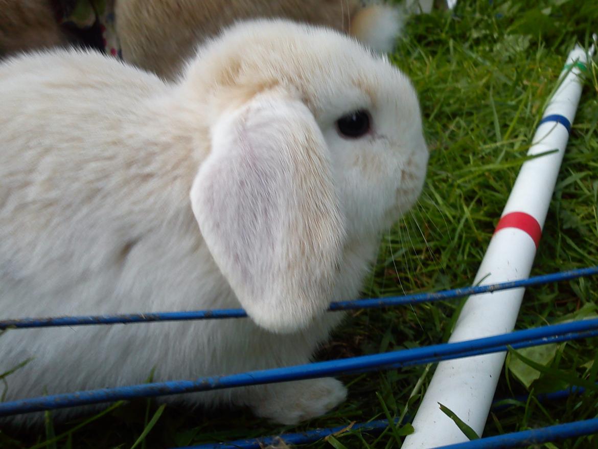 Kanin LA's Kato - HERFRA ER DER BABY BILLEDER :) billede 9