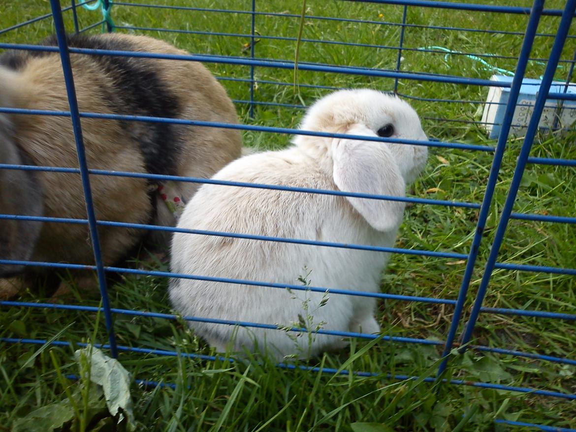 Kanin LA's Kato billede 10