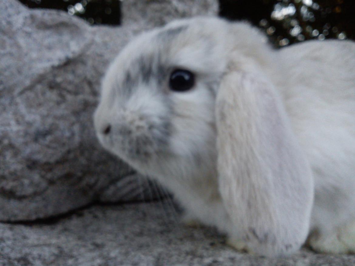 Kanin LA's Kato billede 13