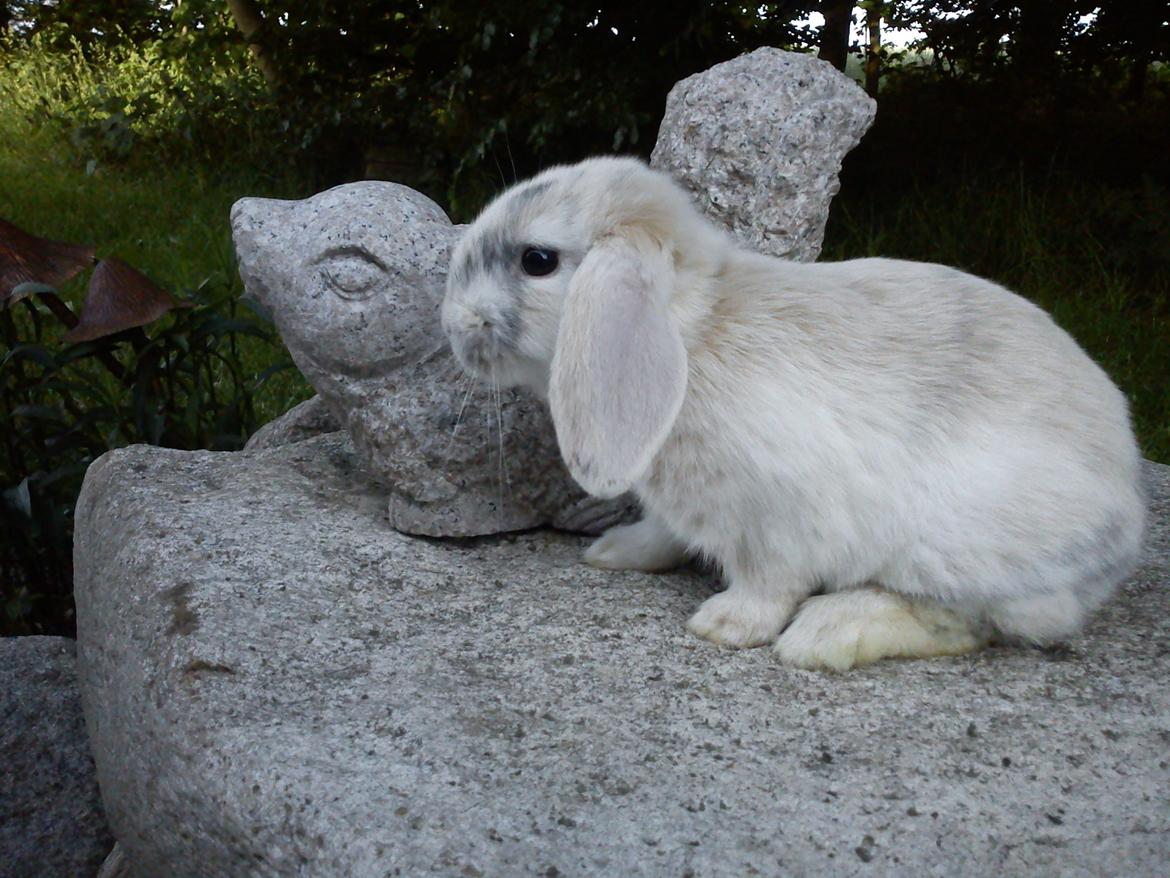 Kanin LA's Kato billede 14