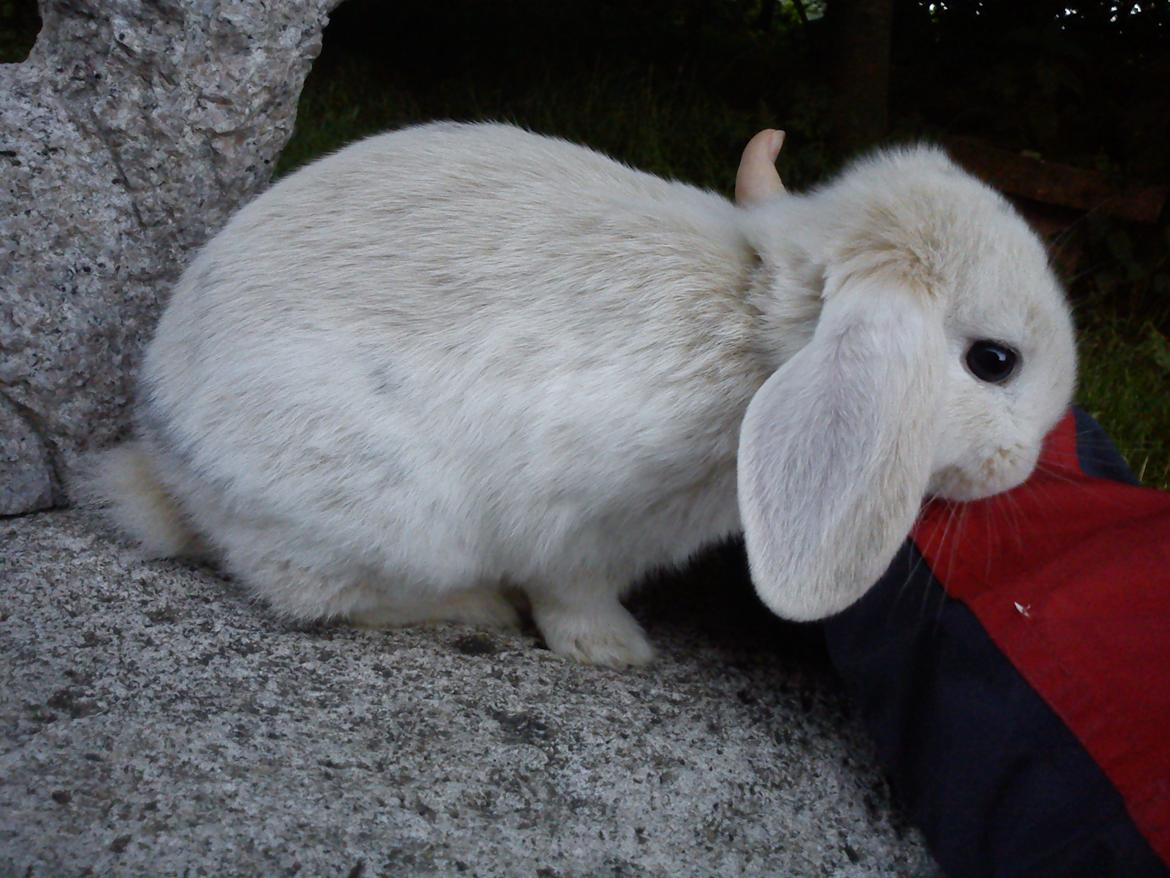 Kanin LA's Kato billede 12