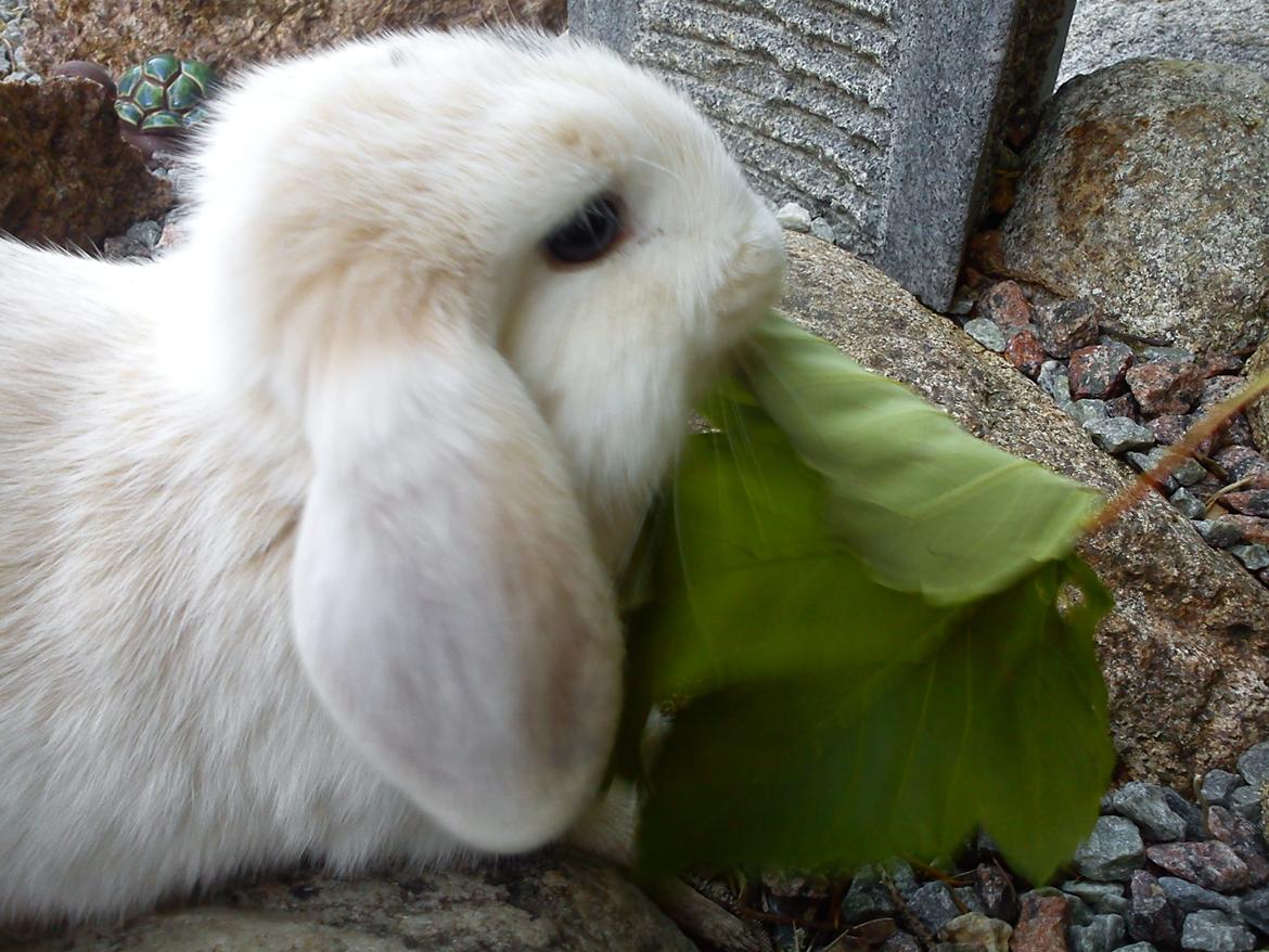 Kanin LA's Kato billede 11