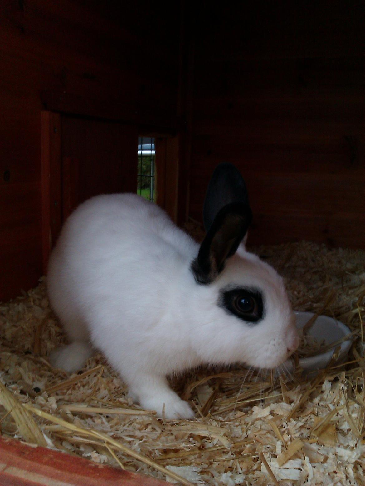 Kanin Andy - Første dag hos sin nye ejer :3 billede 7