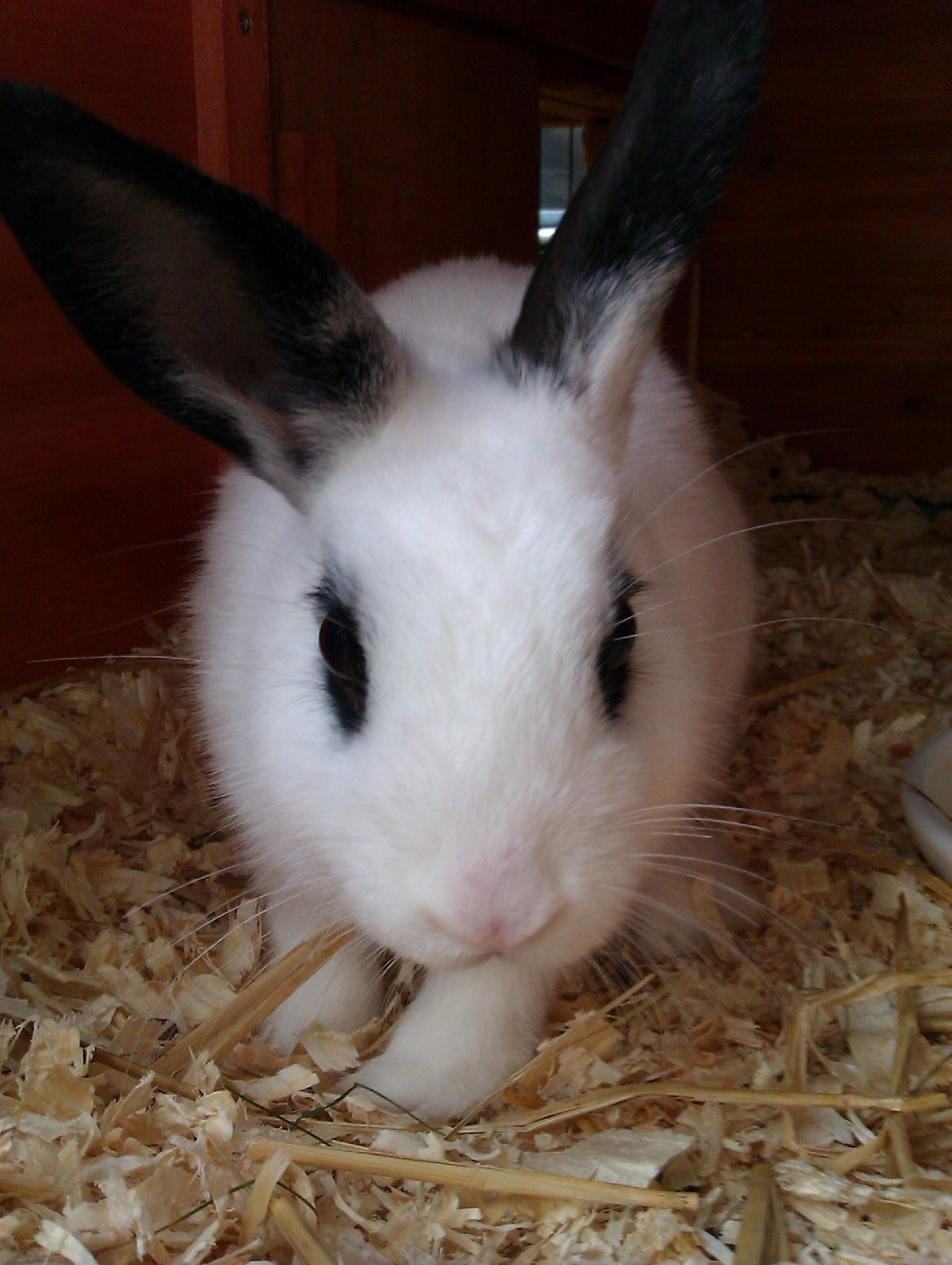 Kanin Andy - Sweeat! ;3 billede 8