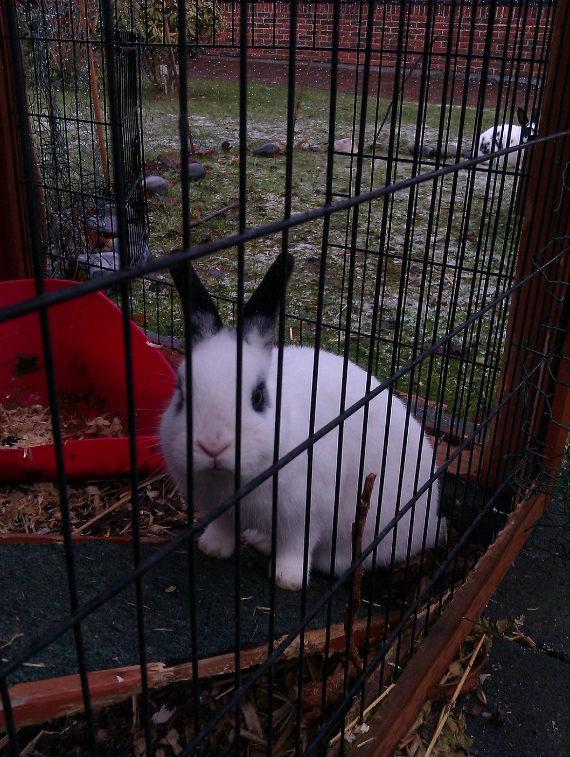 Kanin Andy - Vinteren :S billede 9