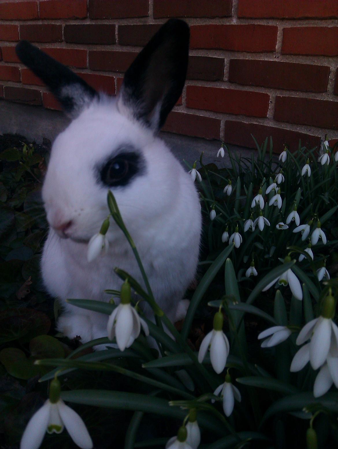 Kanin Andy - Påskeliljer <3 billede 10