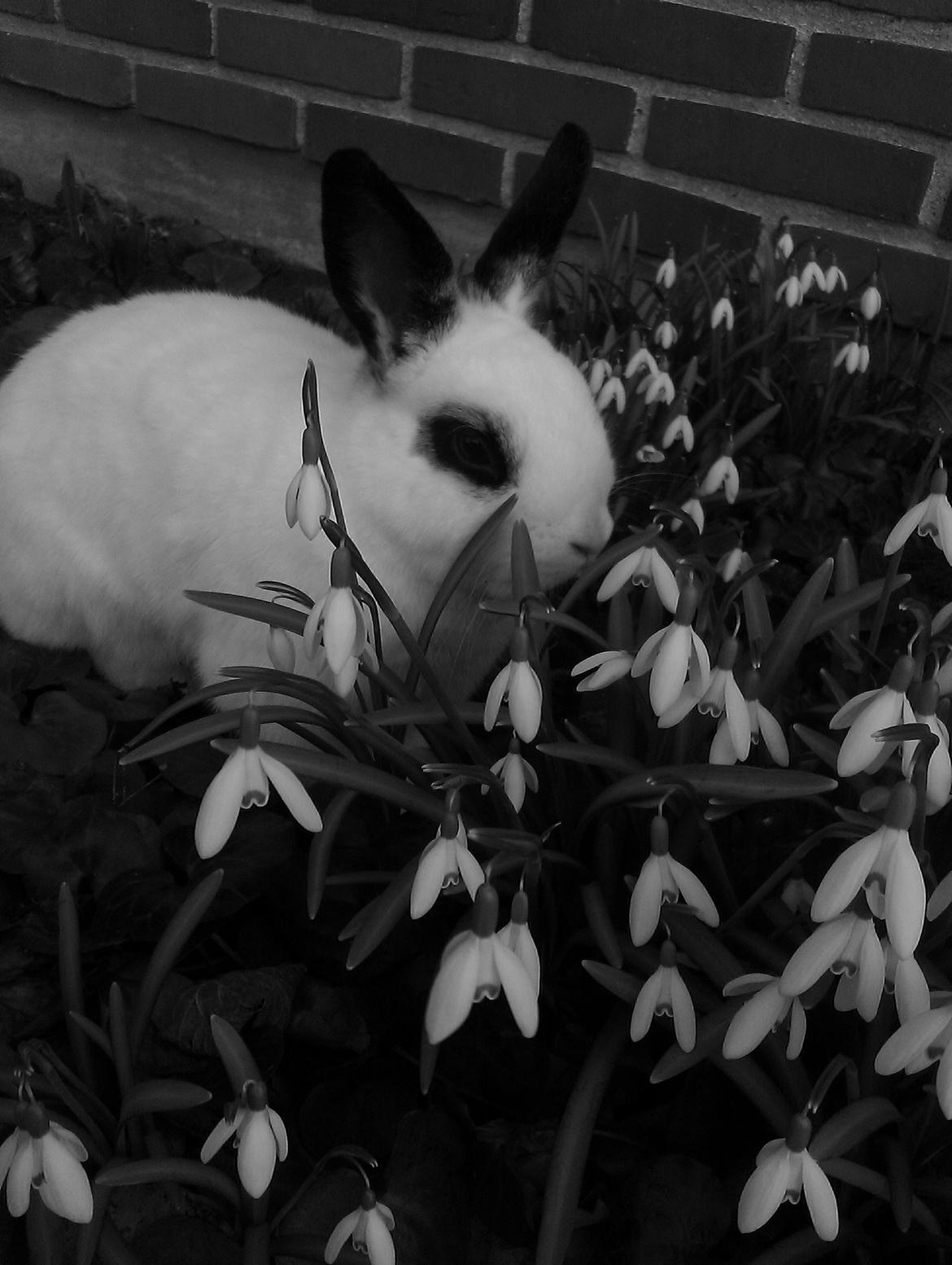 Kanin Andy - Et godt match :D billede 11