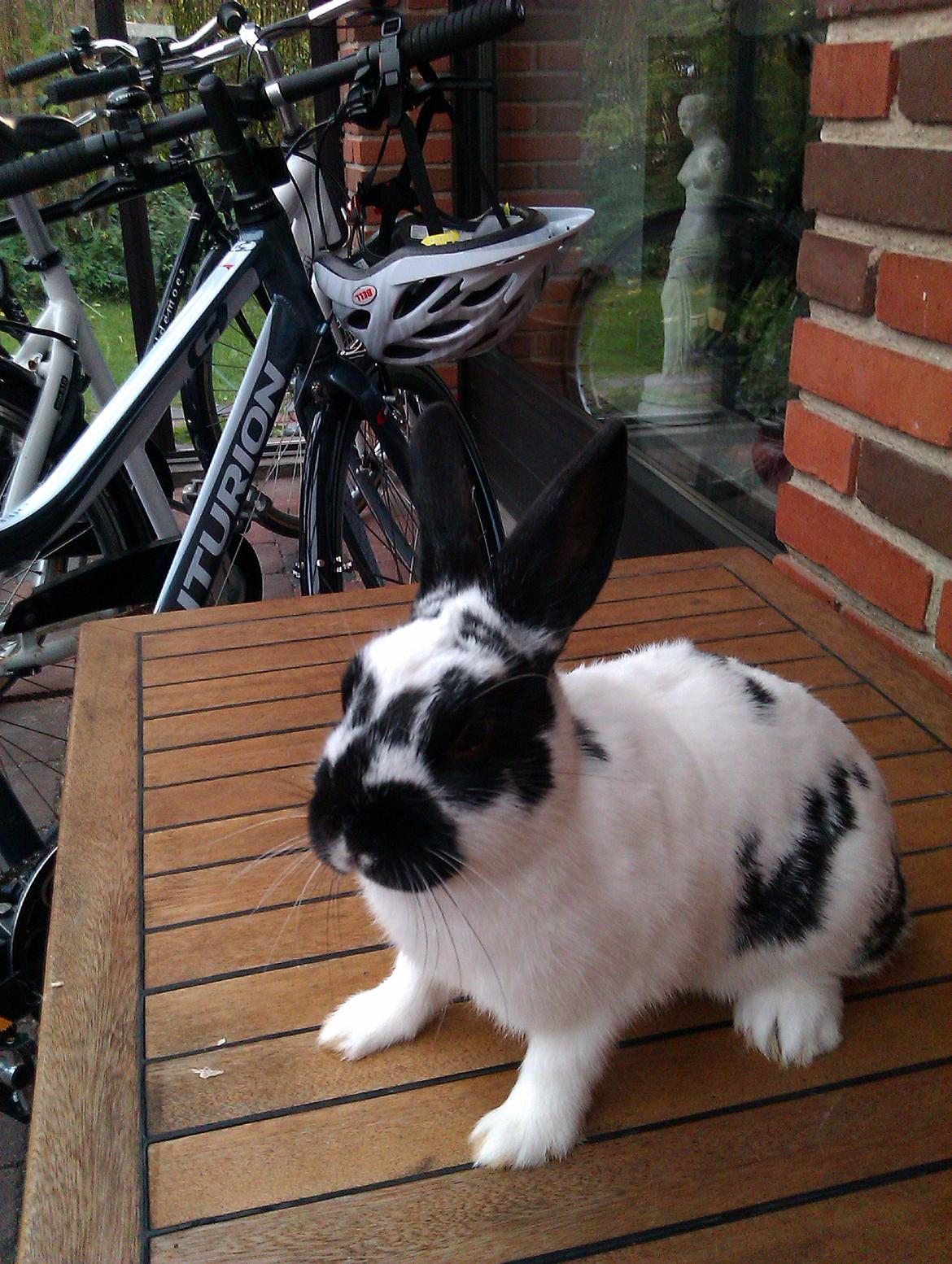 Kanin Jynx - Lol :3 billede 6