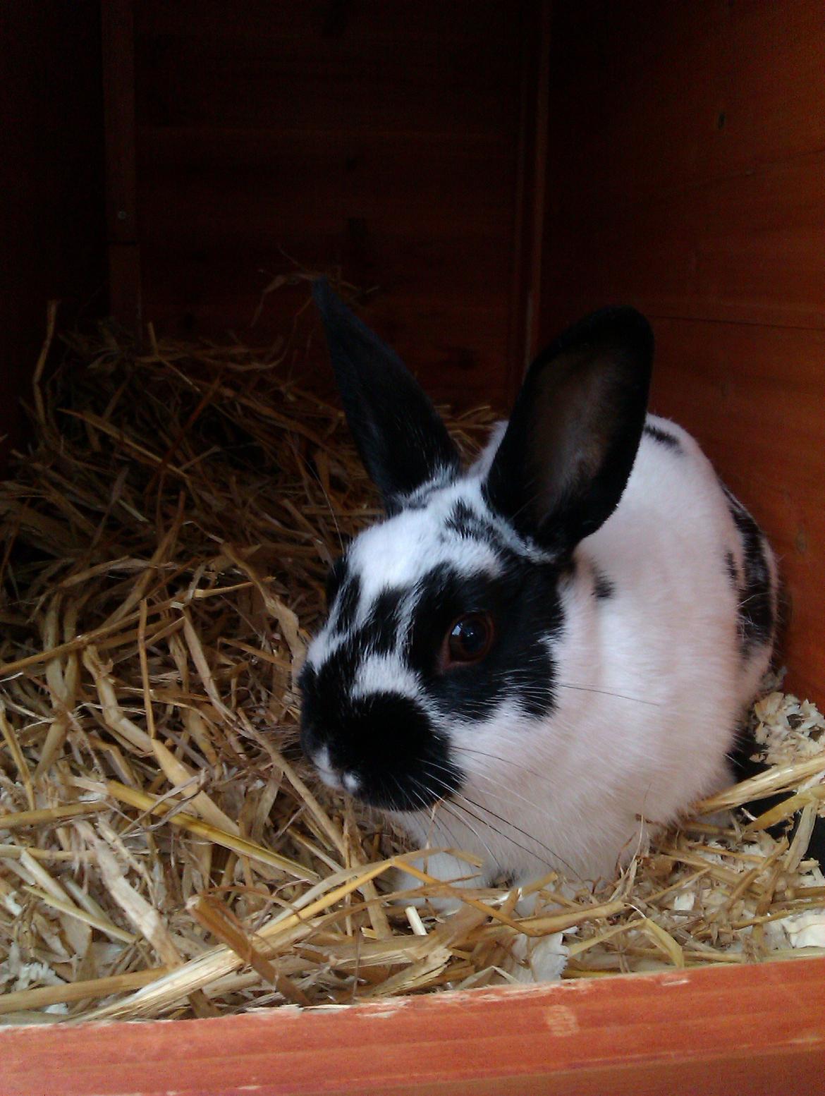 Kanin Jynx - Første dag! :D billede 7