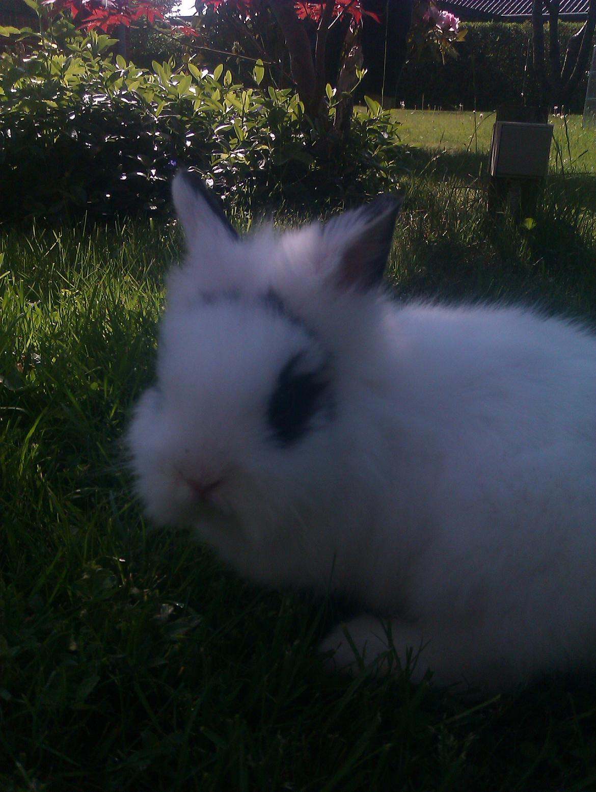 Kanin Gubbi - First day :3 billede 1