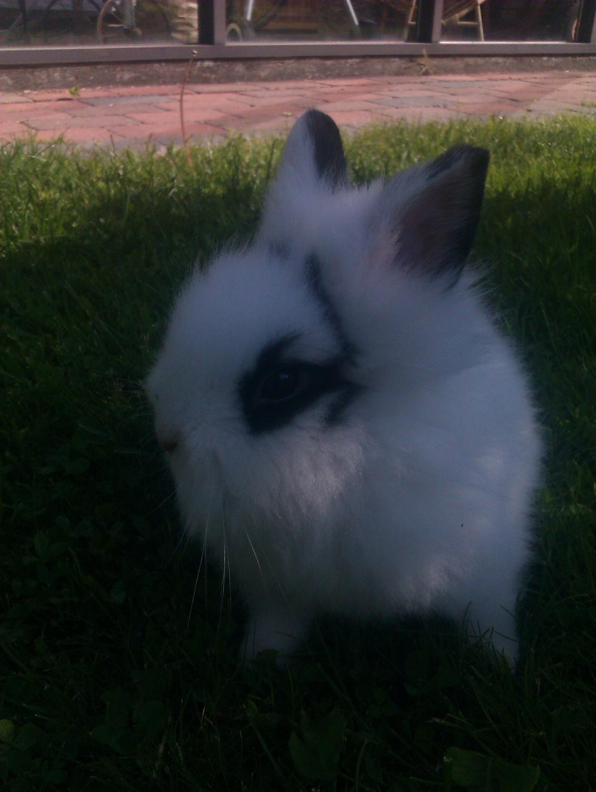 Kanin Gubbi - Snif :3 billede 2