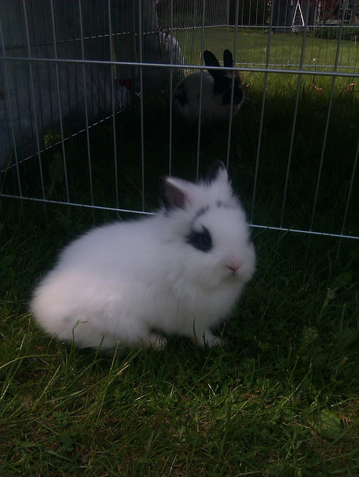 Kanin Gubbi - Vil ind til den anden kanin xD billede 3