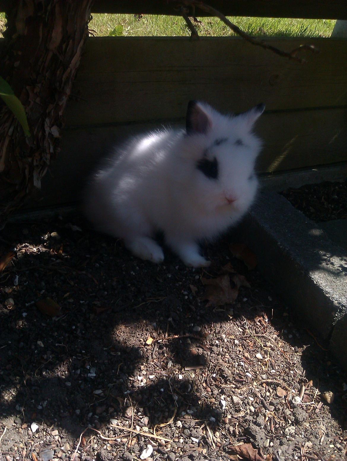 Kanin Gubbi - Et helt andet sted xD billede 4