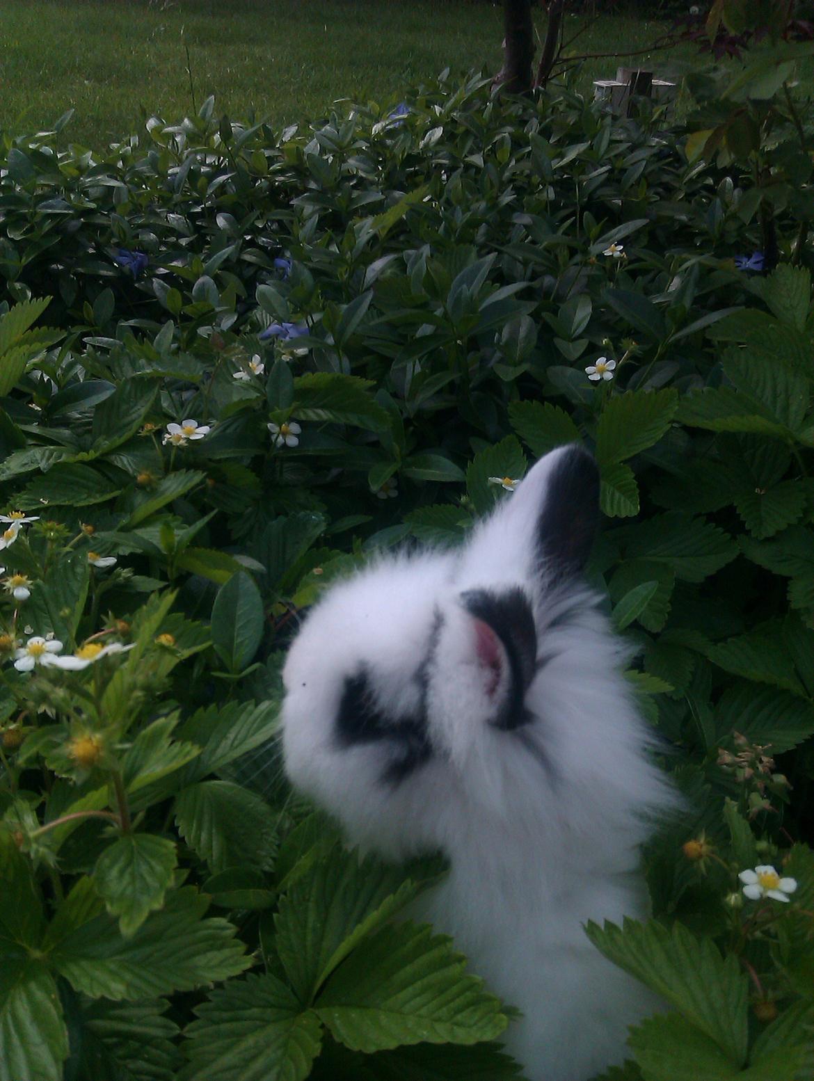 Kanin Gubbi - Og så i bedet xD billede 5