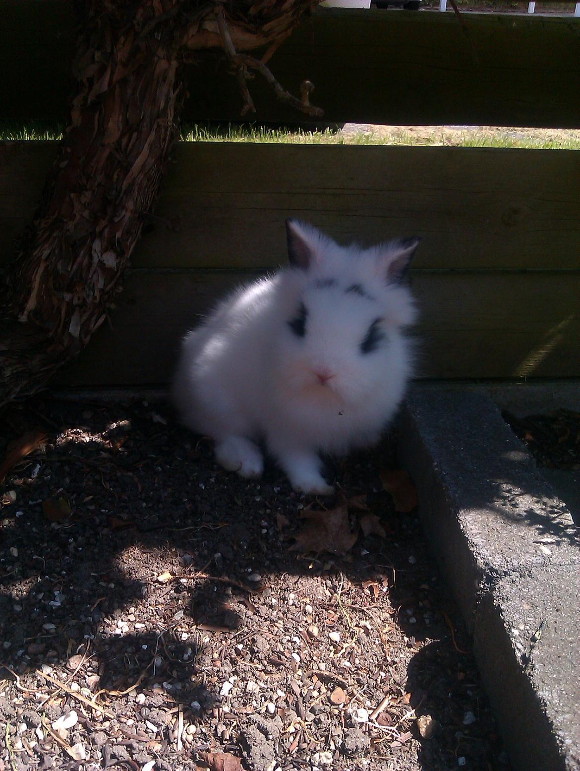 Kanin Gubbi - Strandet! :O billede 6