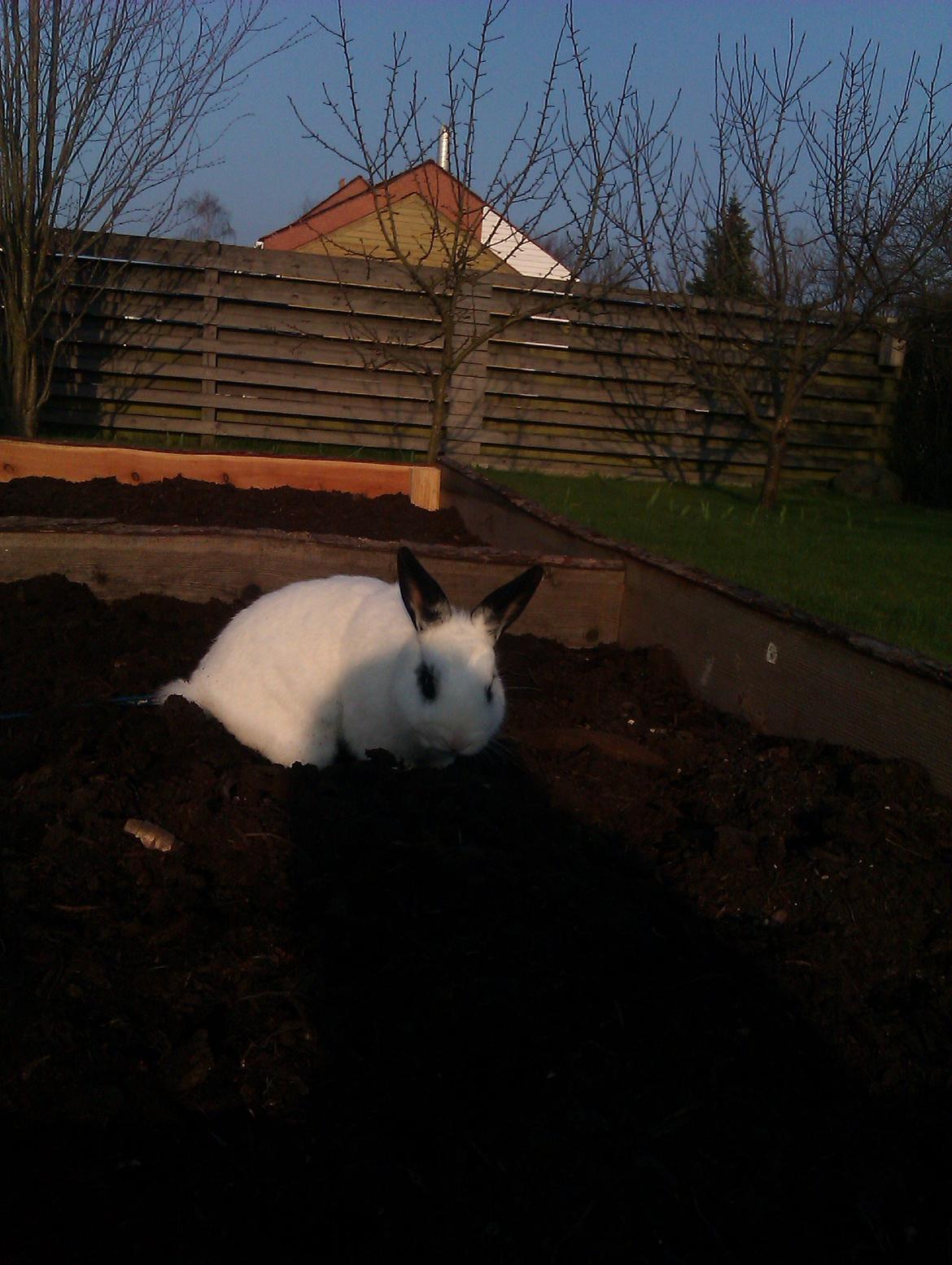 Kanin Andy - Jord :3 billede 12