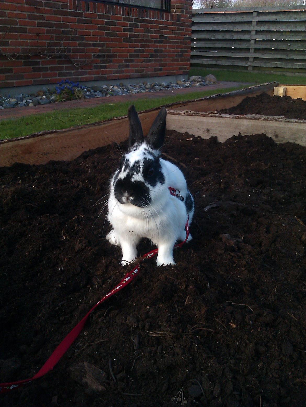 Kanin Jynx - Jord! :D billede 10