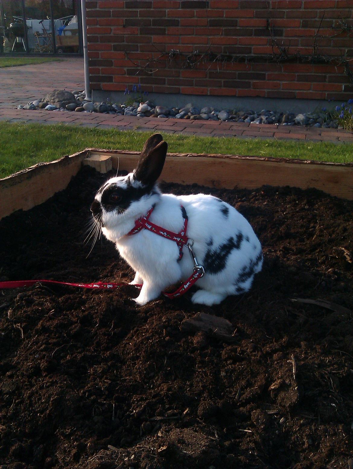 Kanin Jynx - Nydelse :3 billede 11