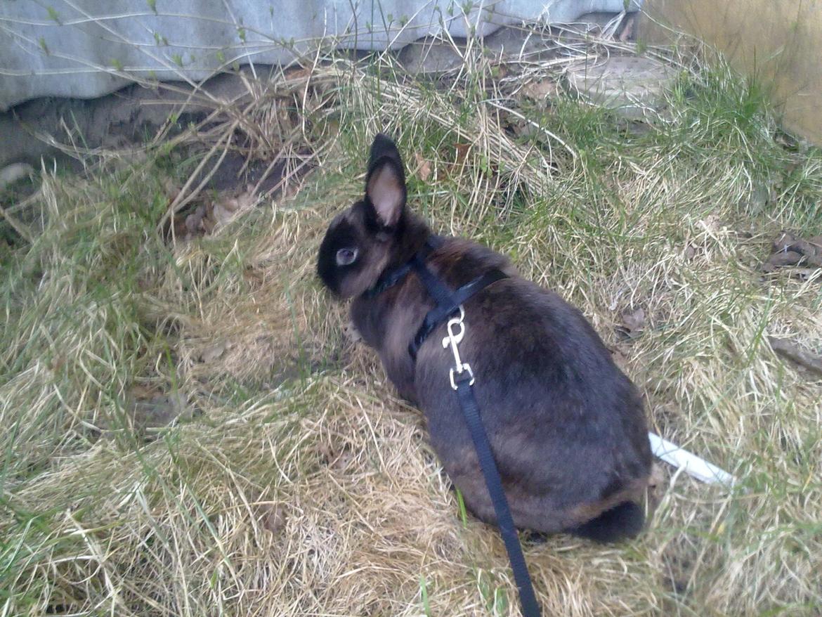 Kanin Hoppe billede 3