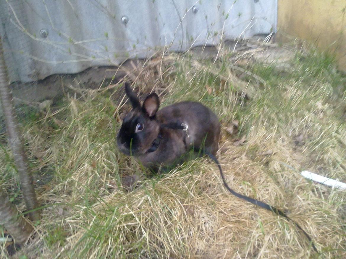 Kanin Hoppe billede 4