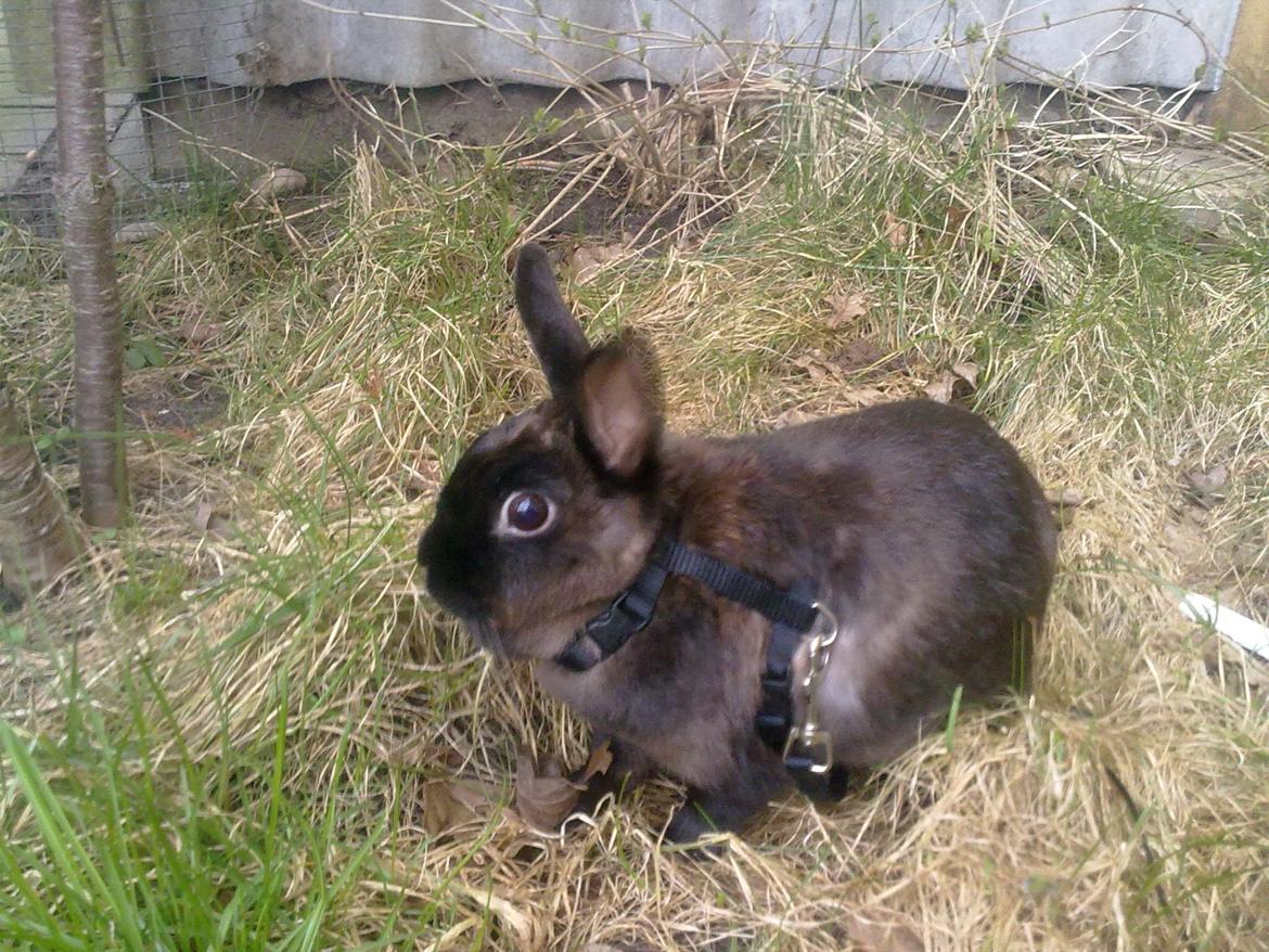 Kanin Hoppe billede 5