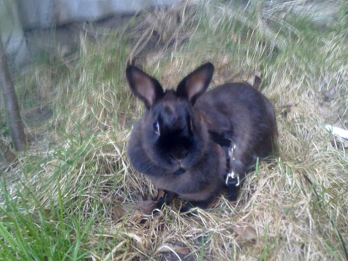 Kanin Hoppe billede 2