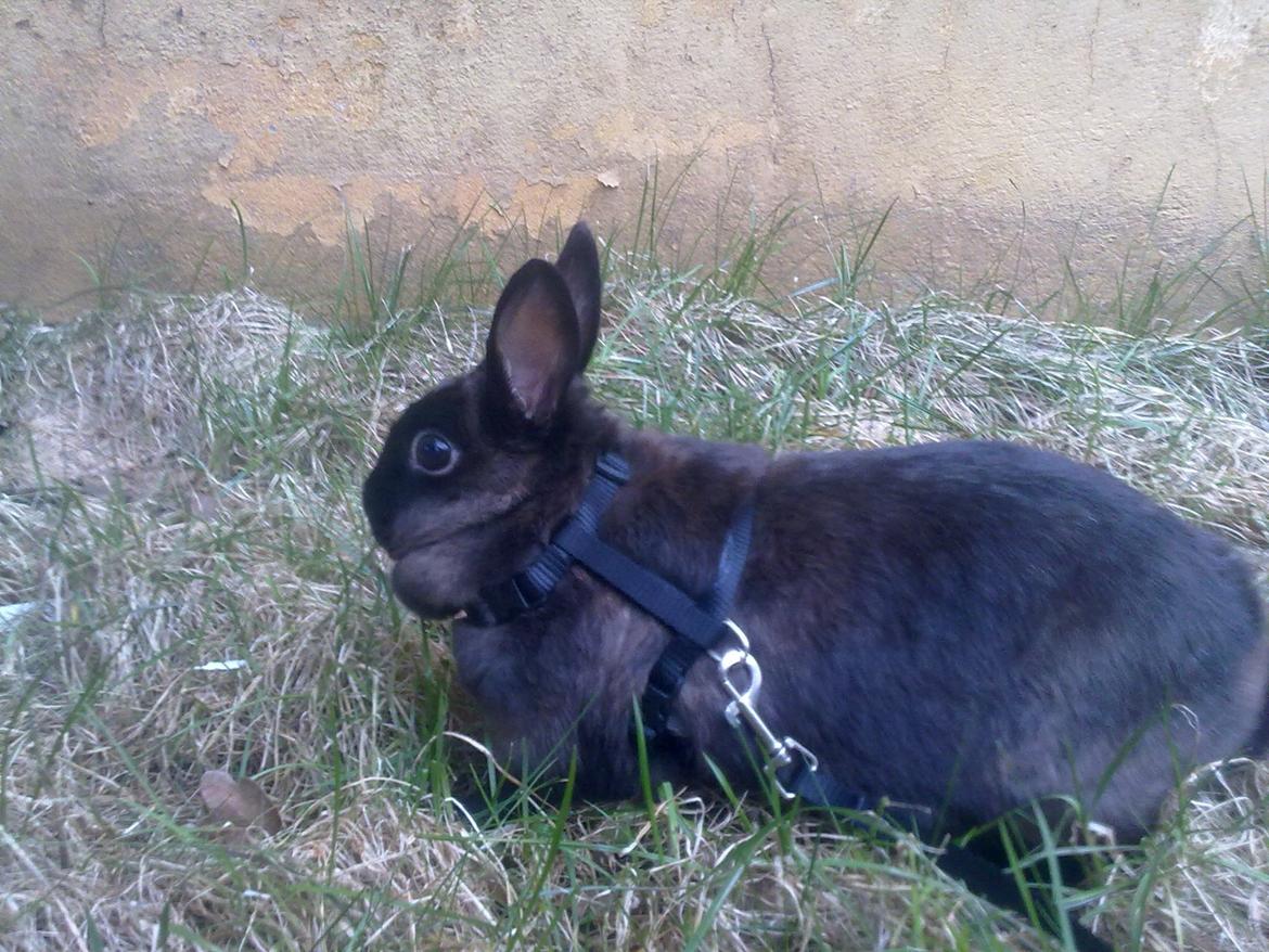 Kanin Hoppe billede 6