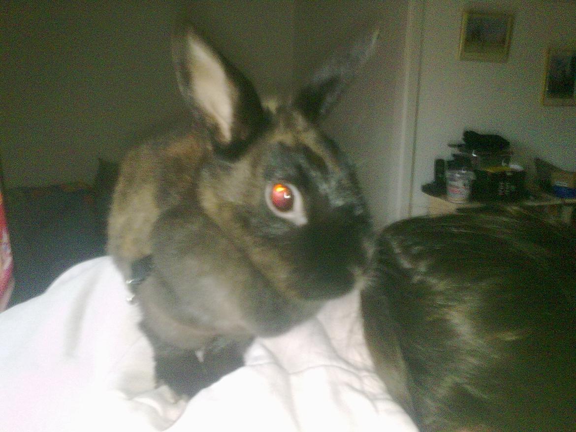 Kanin Hoppe - "Se mor, jeg er en papegøje" ;D billede 9