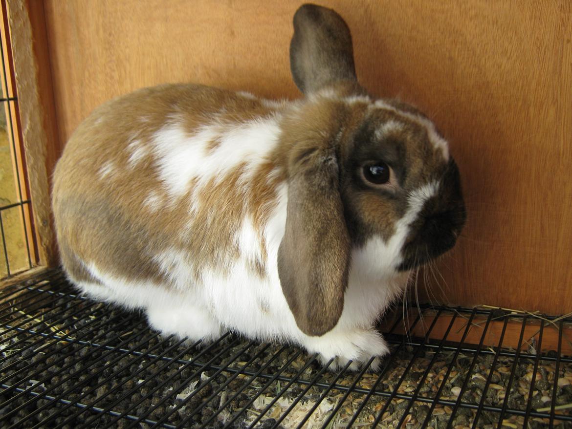 Kanin Leo fra Jægergaarden billede 2