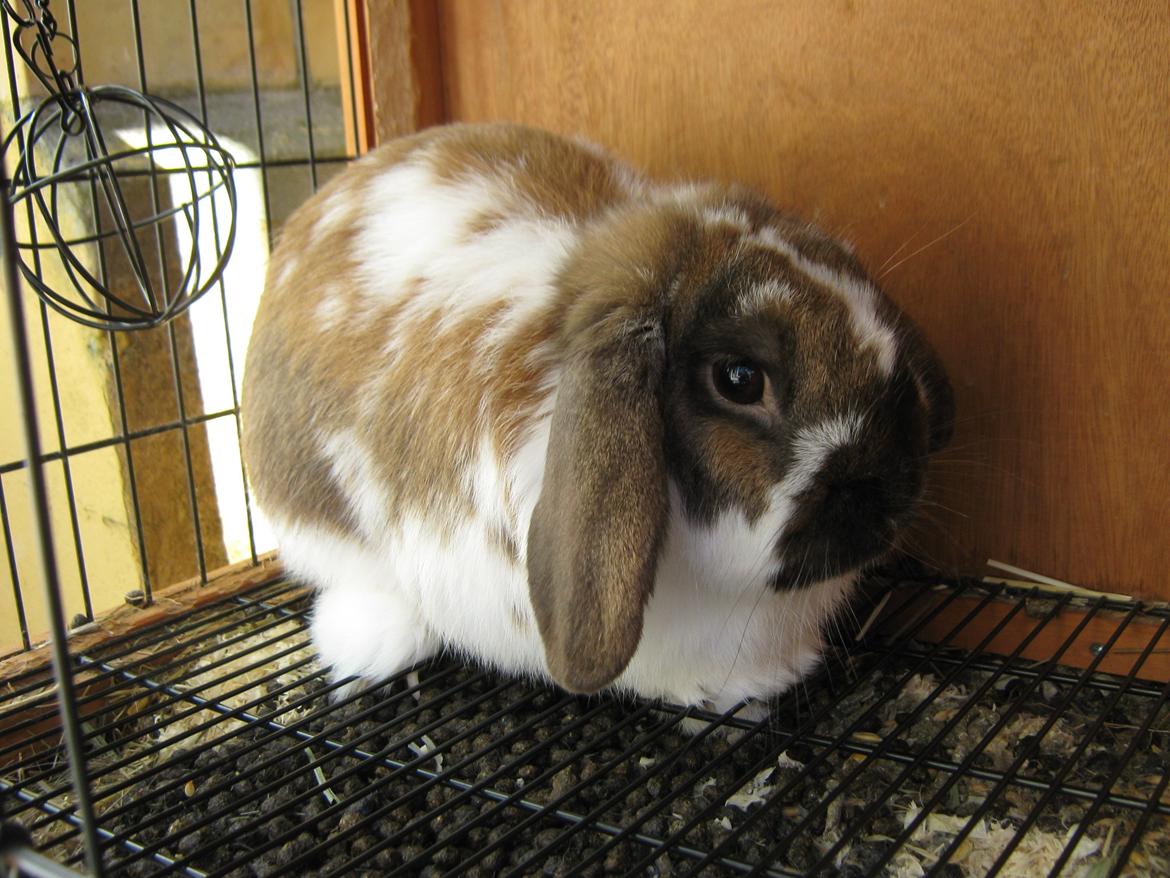 Kanin Leo fra Jægergaarden billede 3