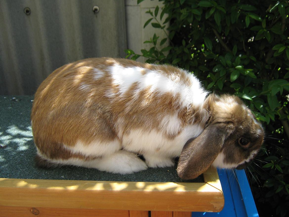 Kanin Leo fra Jægergaarden - Hvad er der dog der nede?? billede 4