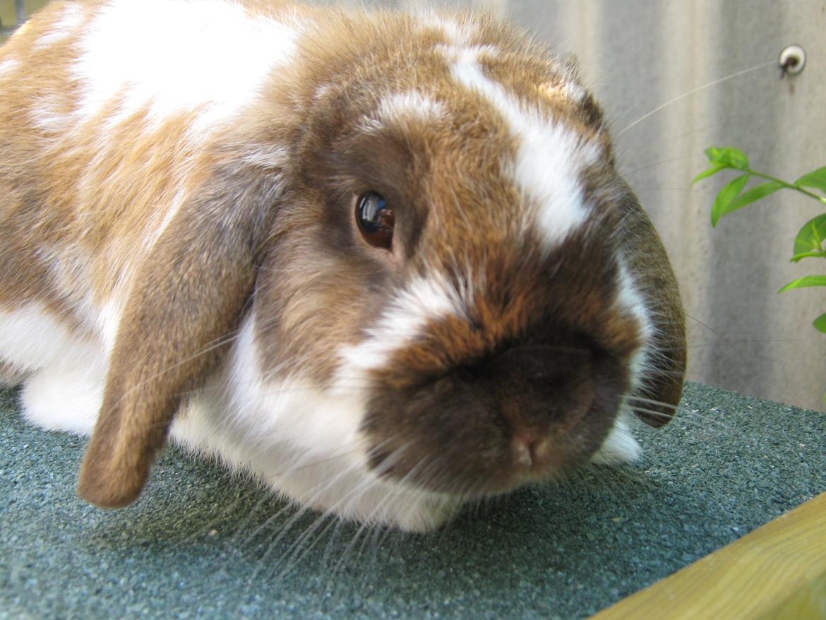 Kanin Leo fra Jægergaarden - Velkommen til Leo's galleri :D billede 1