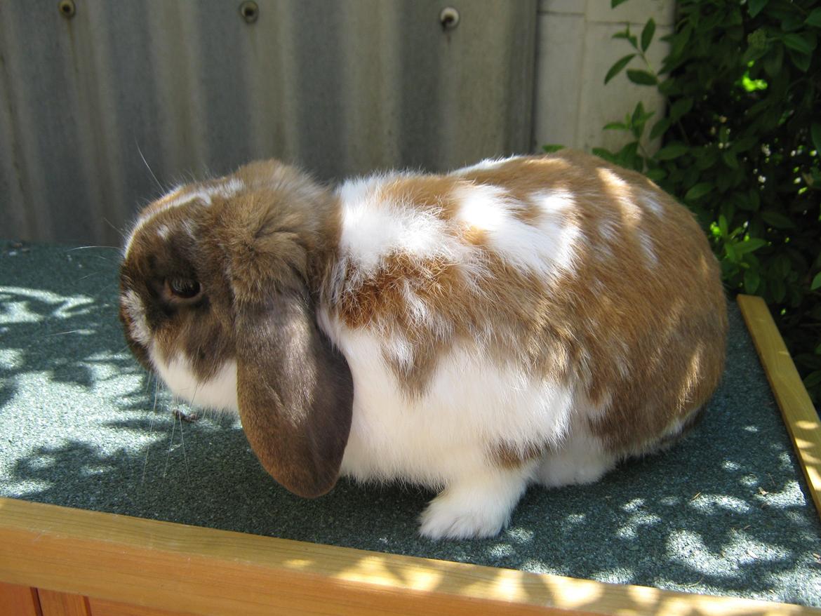 Kanin Leo fra Jægergaarden billede 5