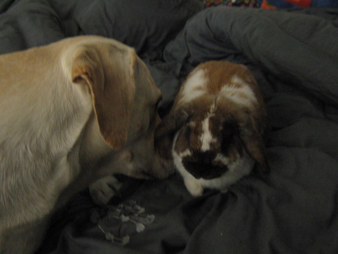 Kanin Leo fra Jægergaarden billede 6